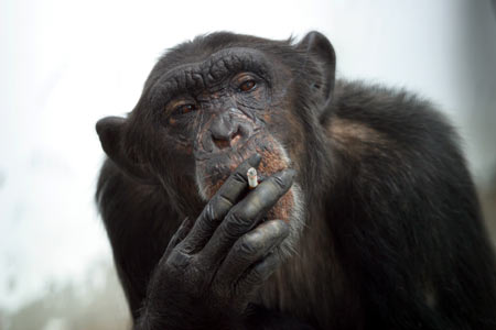 Smoking Monkey (1)